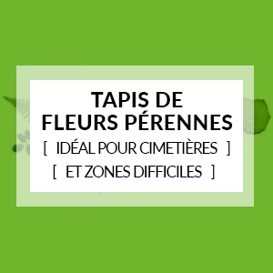 Tapis de fleurs pérennes (idéal pour cimetières et zones difficiles)
