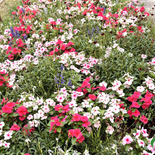 7054 A27 - Blanc/Rose/Rouge