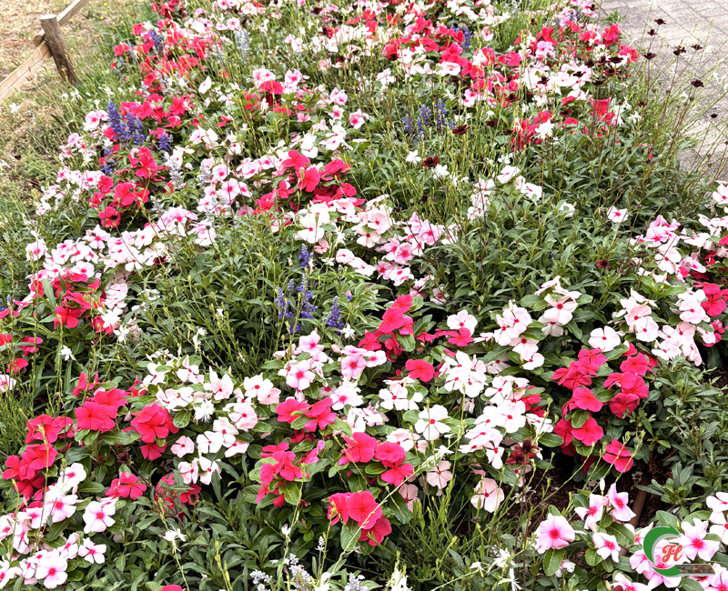7054 A27 - Blanc/Rose/Rouge