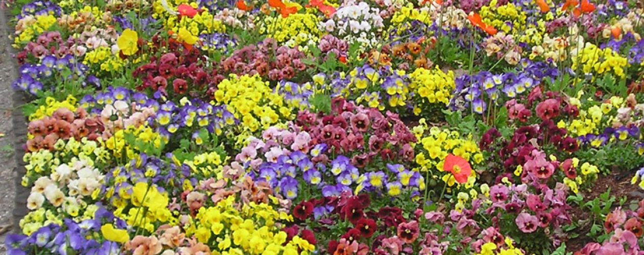 Stock tapis de fleurs bisannuelles